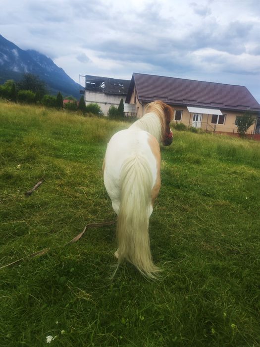 De vânzare poneii