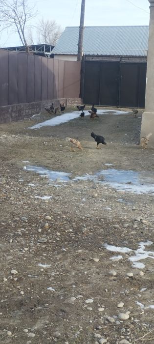 Продам дакан есть куры и пидухи