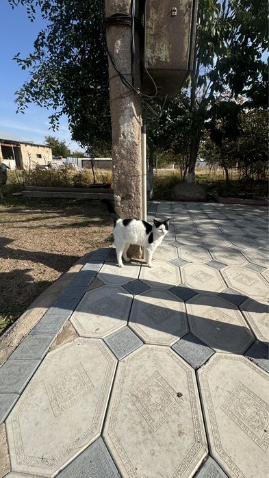 Кошка в хорошие руки
