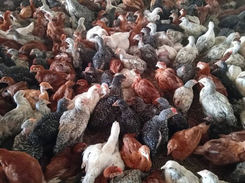 Ferma Puii rasă mixta și puii albi de carne prima serie