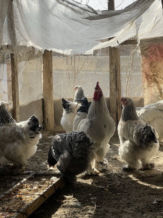 Brahma zotli tovuqlar sotiladi Продаются куры породы Брама
