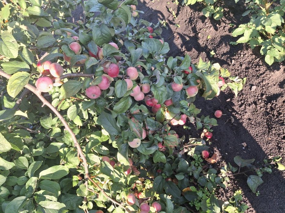 Продам дачу в с/о Буревестник