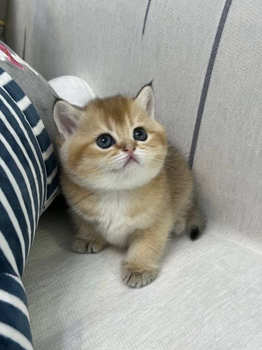Британская золотая шиншилла девочка чистокровный котенок