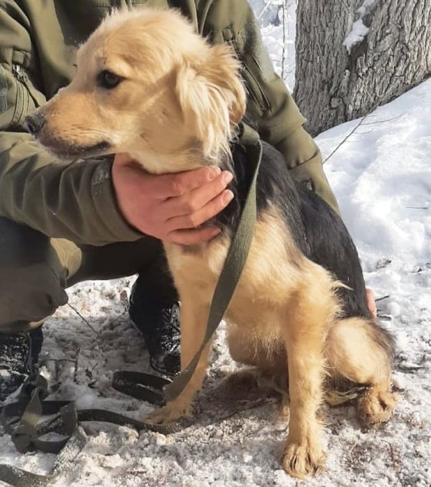 Сторожа, компаньоны, звоночки