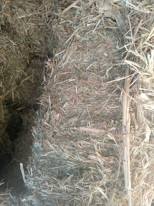 Terma ut ichida bedasi bor + jugori peresi. Bor. Narxini. Kelishiladi