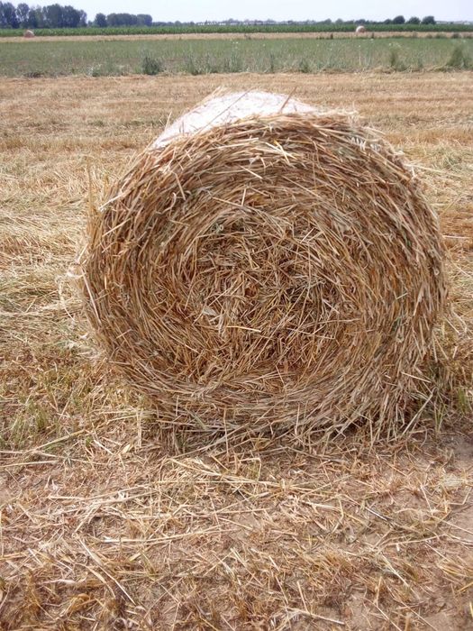 Vând baloți rotunzi