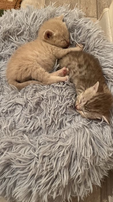 Котята от британца