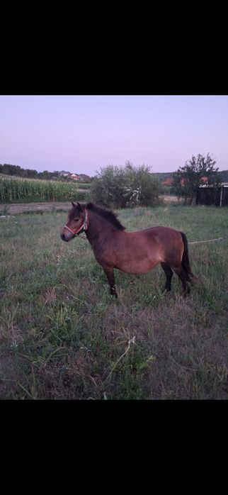 Ponei de vânzare!