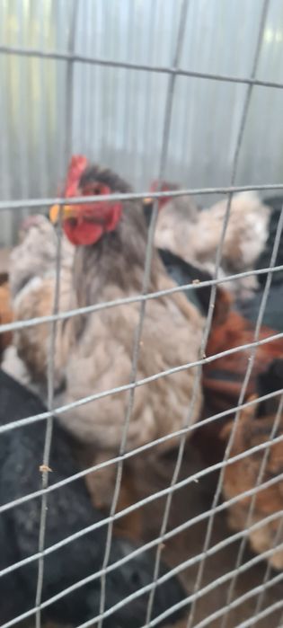 Продам кохинхинов