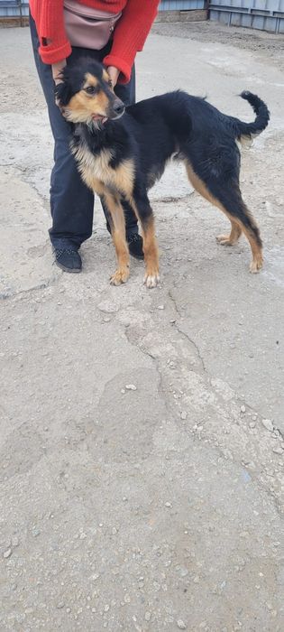 Собаку-мальчика в добрые руки