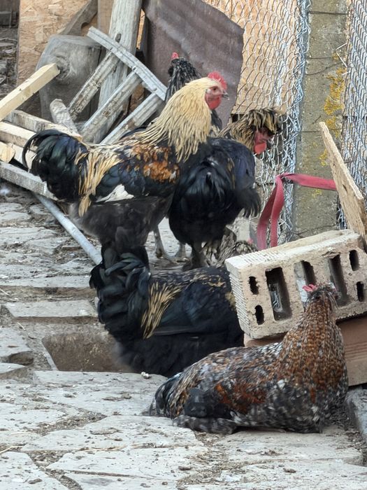 продавам кокошки и петели