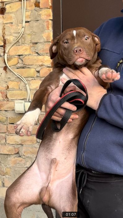 Пит-бультерьер (Red nose)