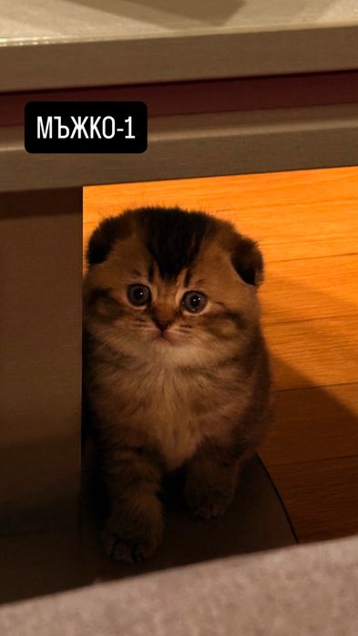 Британски котки