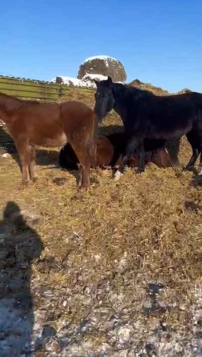 15 бас жылқы сатылады