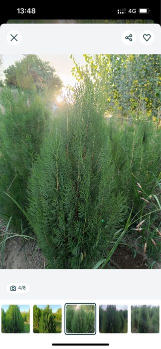 Саженцы көшеттер барлығы бар