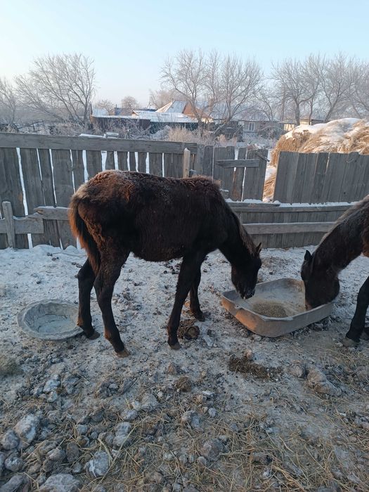 Еркек жабағыны сатамын
