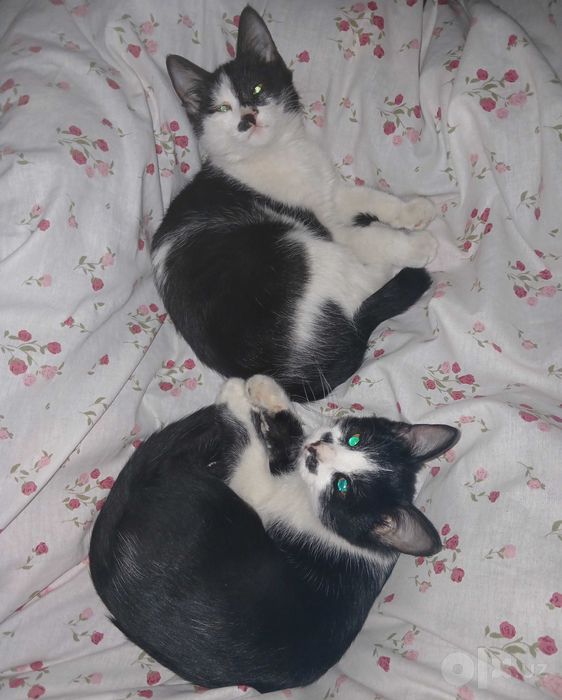 Котята отдается в добрые руки