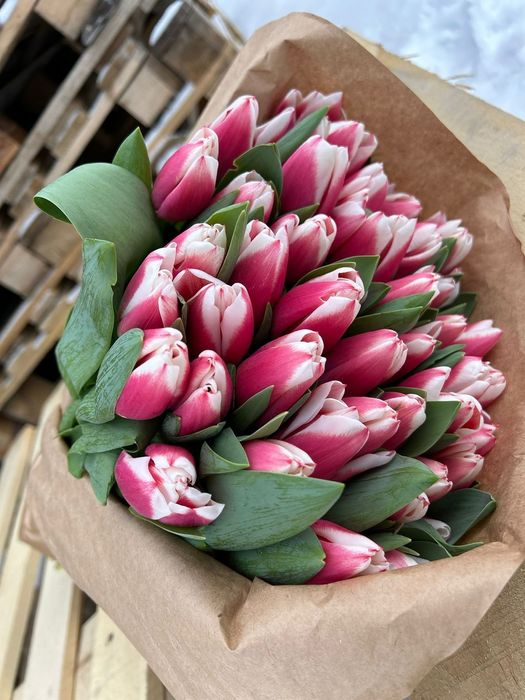 Тюльпаны оптом и в розницу