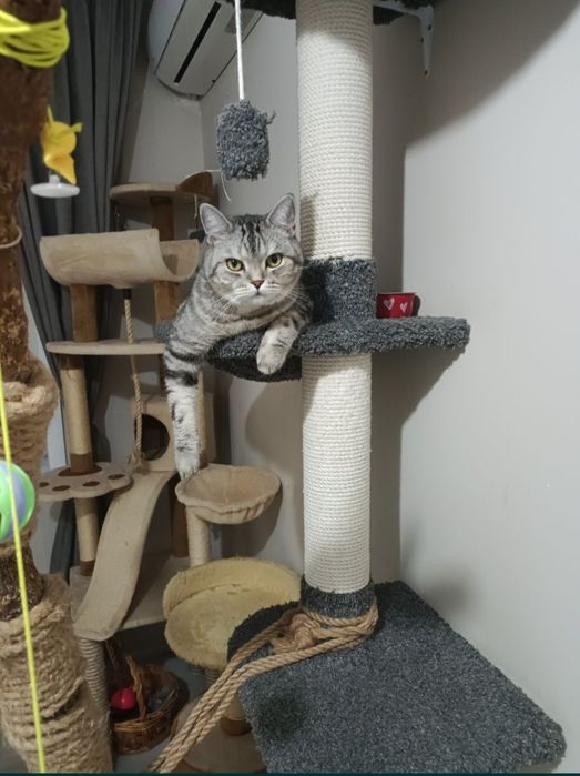 ЗООгостиница Передержка КОШЕК