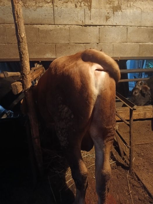 Продам быков стоят на откорме