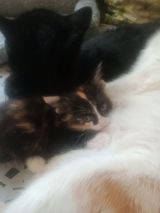 Отдам котят в хорошие руки