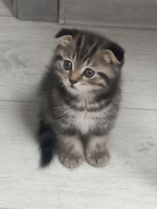 Продам вислоухих шотландских котят