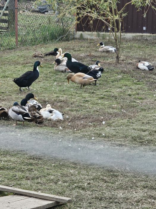 Rațe alergătoare indiene