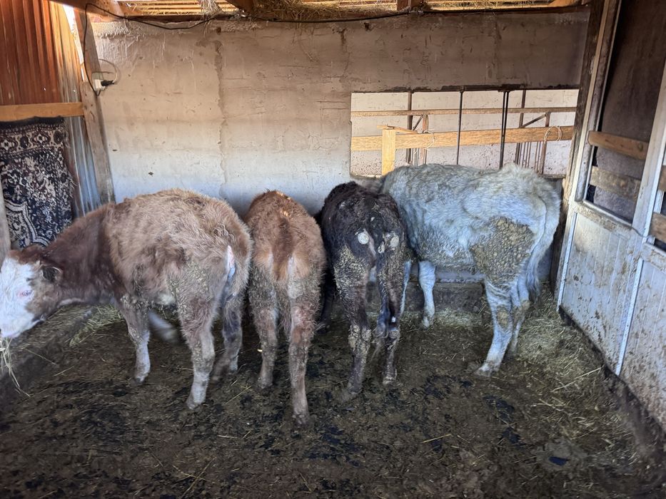 Ұрғашы таналар, сиыр, бұзау