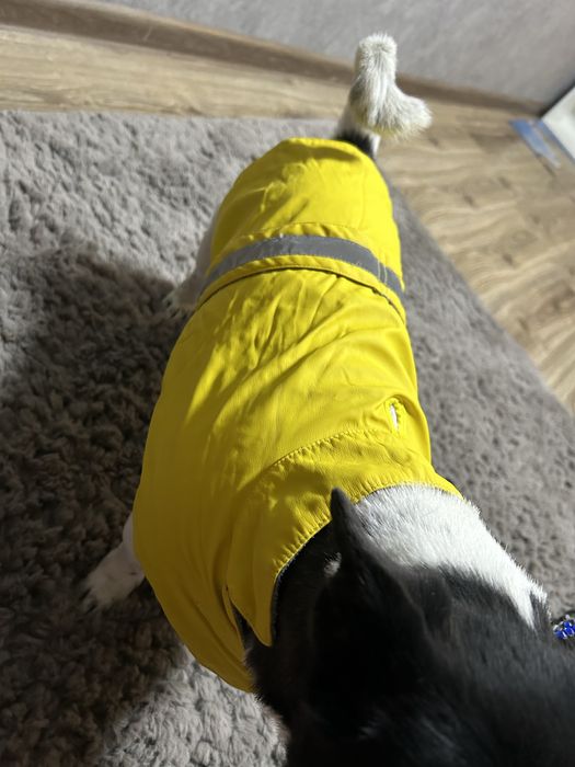 Вещи для собак. В отличном состоянии