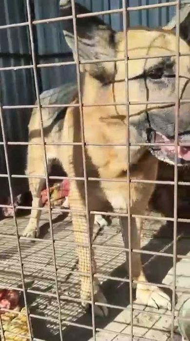 Собакам нужен дом!