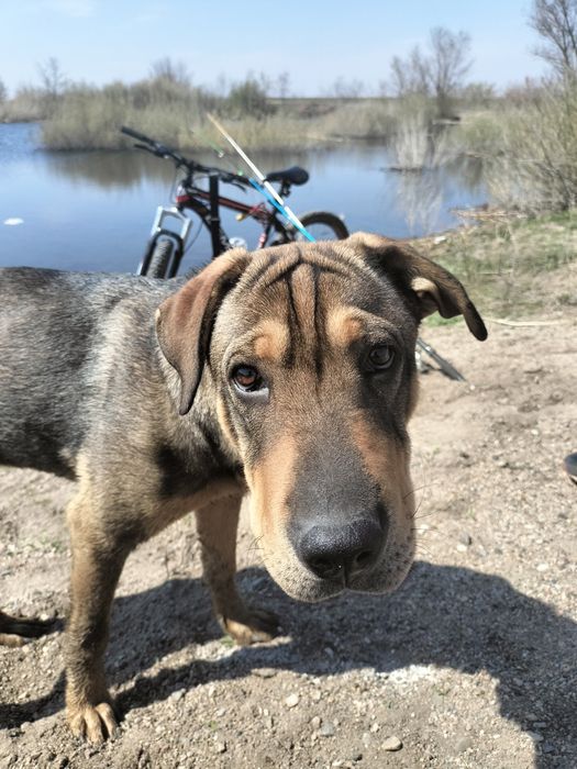 Отдам в хорошие руки