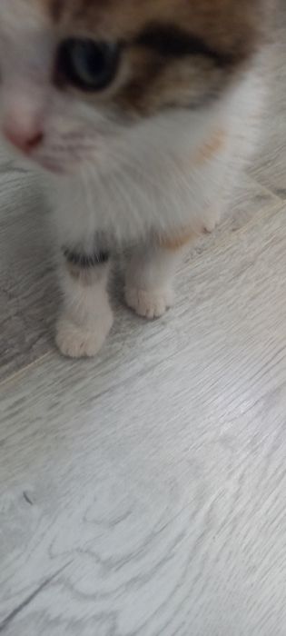 Котята домашние отдам