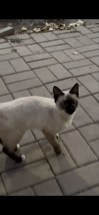 котенок бесплатно