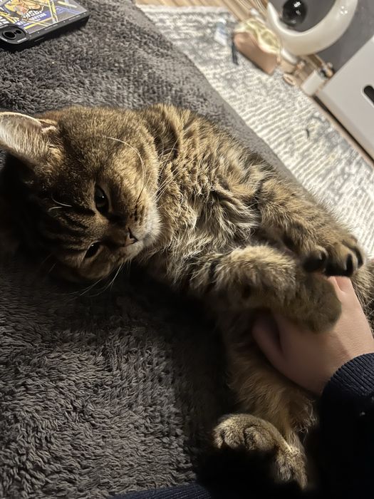 Отдам кота в добрые руки