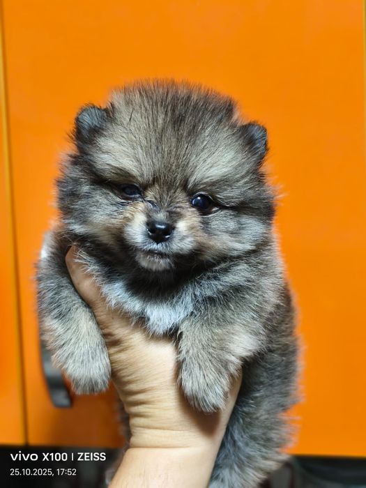 Очаровательные щенки шпица.