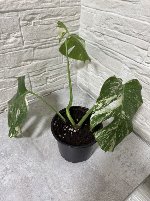 Продаю комнатные цветы.