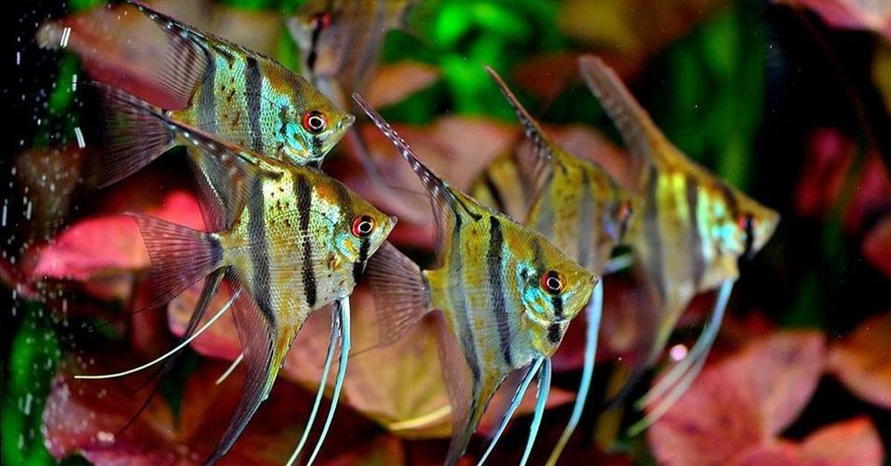 Молодь скалярии Рио Нанай