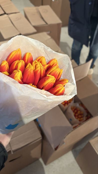 Тюльпаны премиум