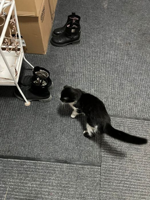 Вислоухая кошка.