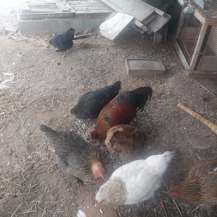 Дамашние куры и петух