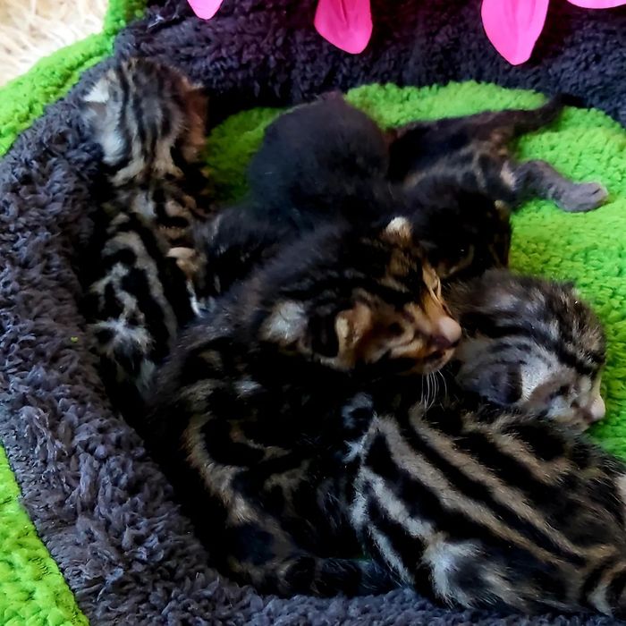 Бенгальские РОСКОШНЫЕ  Котята!