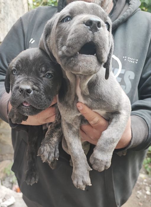 Сиви тигрови канекорсо кутрета