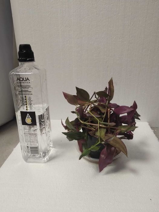 Planta decorativa tradescantia alb / mov