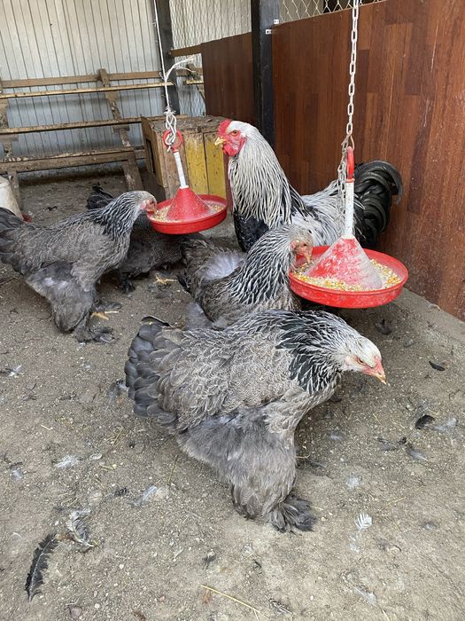 Oua incubat Brahma Herminat inchis