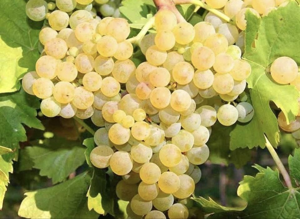 Struguri de vin