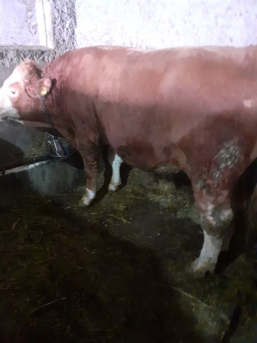 Taur baltat de vanzare