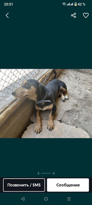 Животные,собака,
