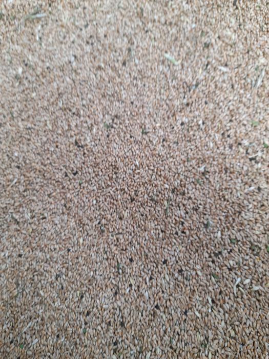 Продам азимую пшеницу!