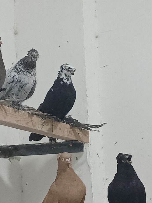 Голубы под сеточние