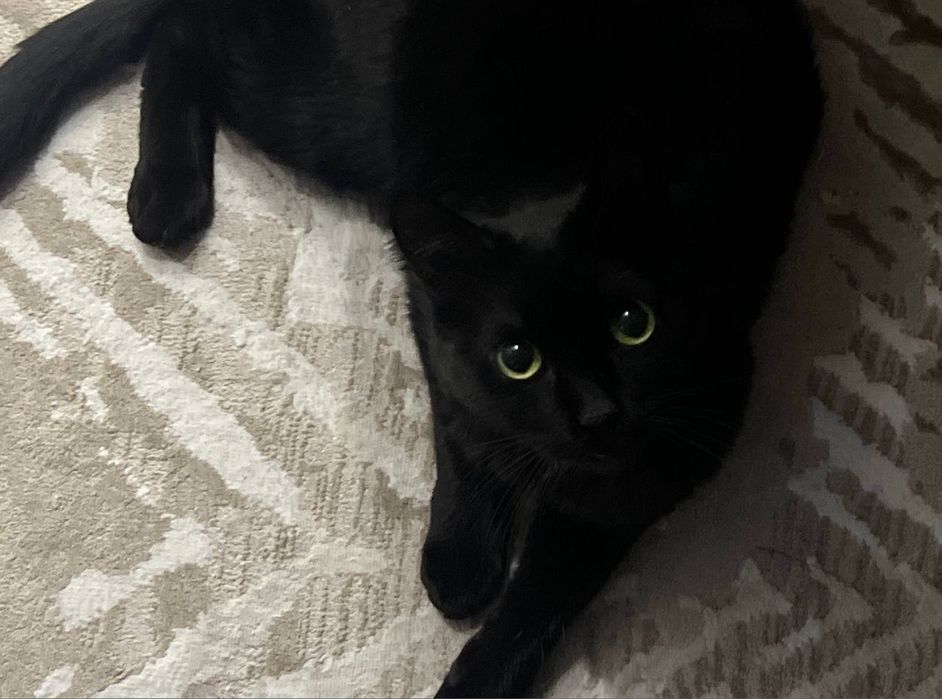 Трехлапый черный котик